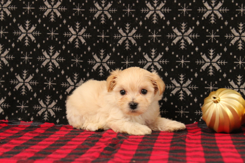 puppy, for, sale, Maltipoo, Matthew B. Stoltzfus, dog, breeder, Gap, PA, dog-breeder, puppy-for-sale, forsale, nearby, find, puppyfind, locator, puppylocator, aca